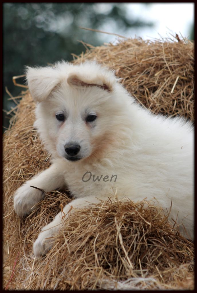 De La Plaine Du Loup Blanc - Berger Blanc Suisse - Portée née le 13/06/2018