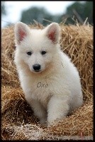 OXO