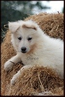 OWEN