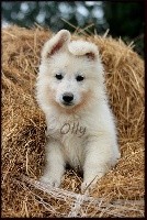 OLLY 
